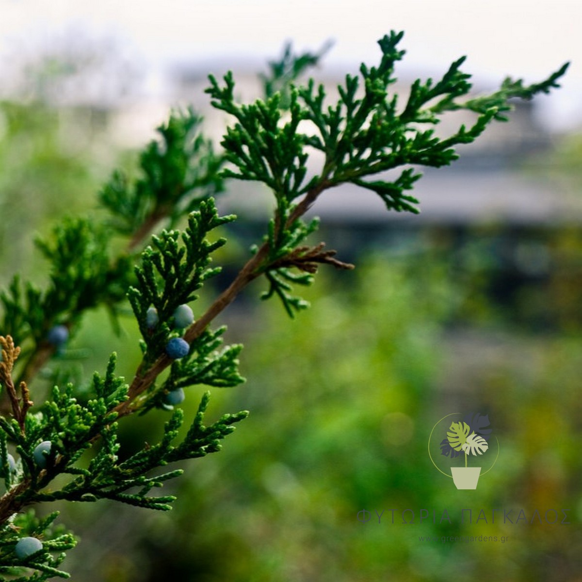 🌲 ΓΙΟΥΝΙΠΕΡΟΥΣ – Juniperus sp - 3 lt